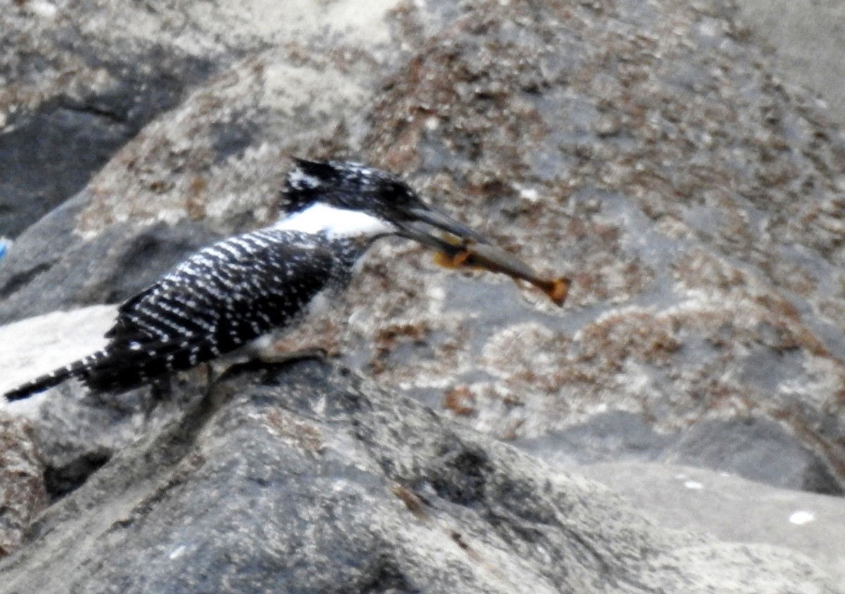 Crested Kingfisher - ML105273731