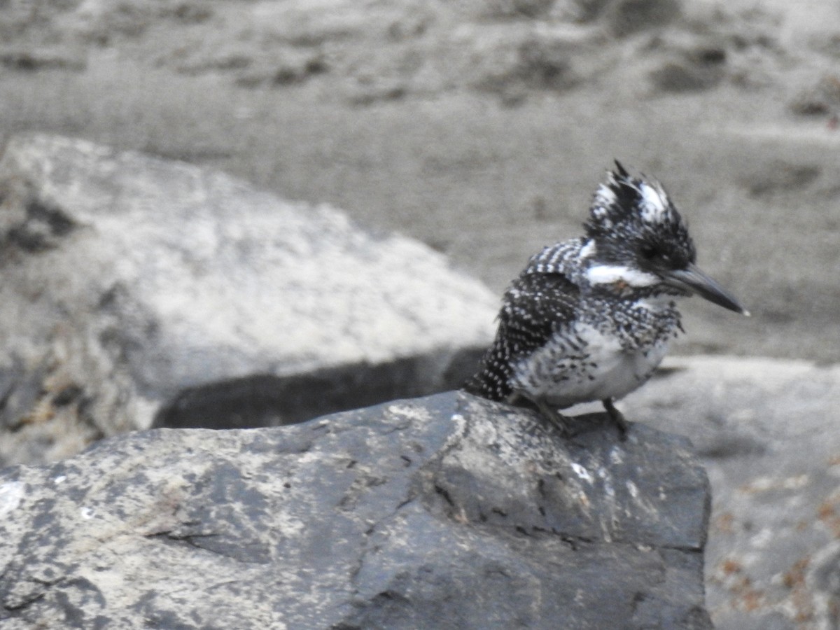 Crested Kingfisher - ML105273841