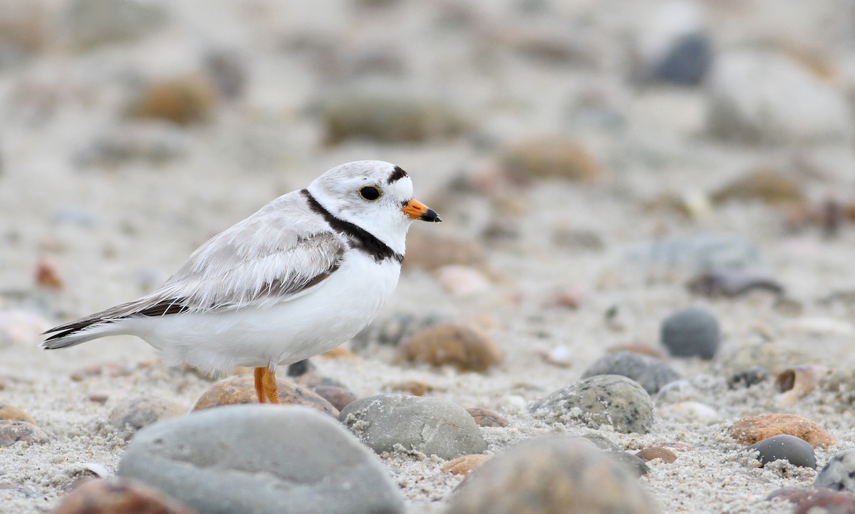 Piping Plover - Andy Eckerson