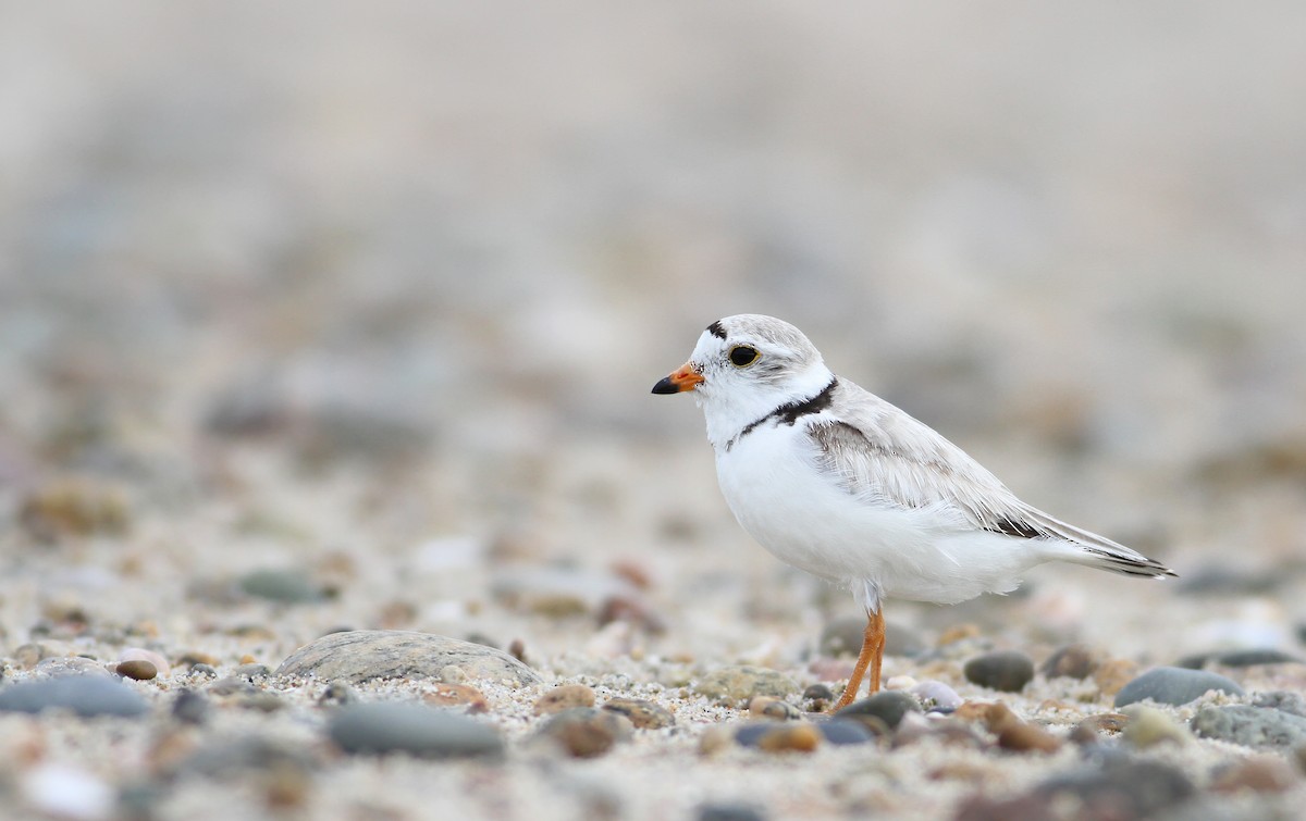 Piping Plover - ML105273881