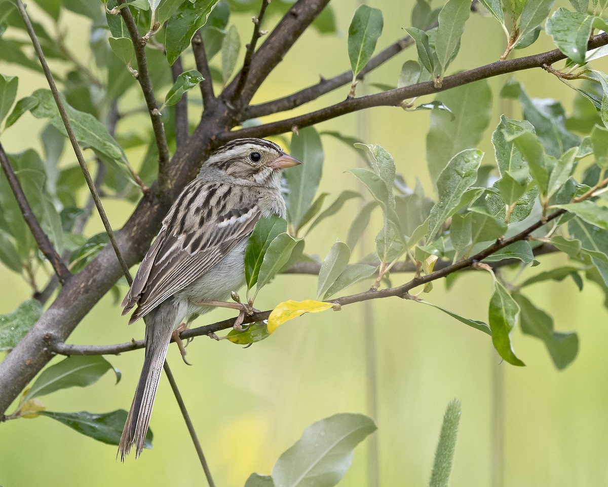 Clay-colored Sparrow - ML105274121