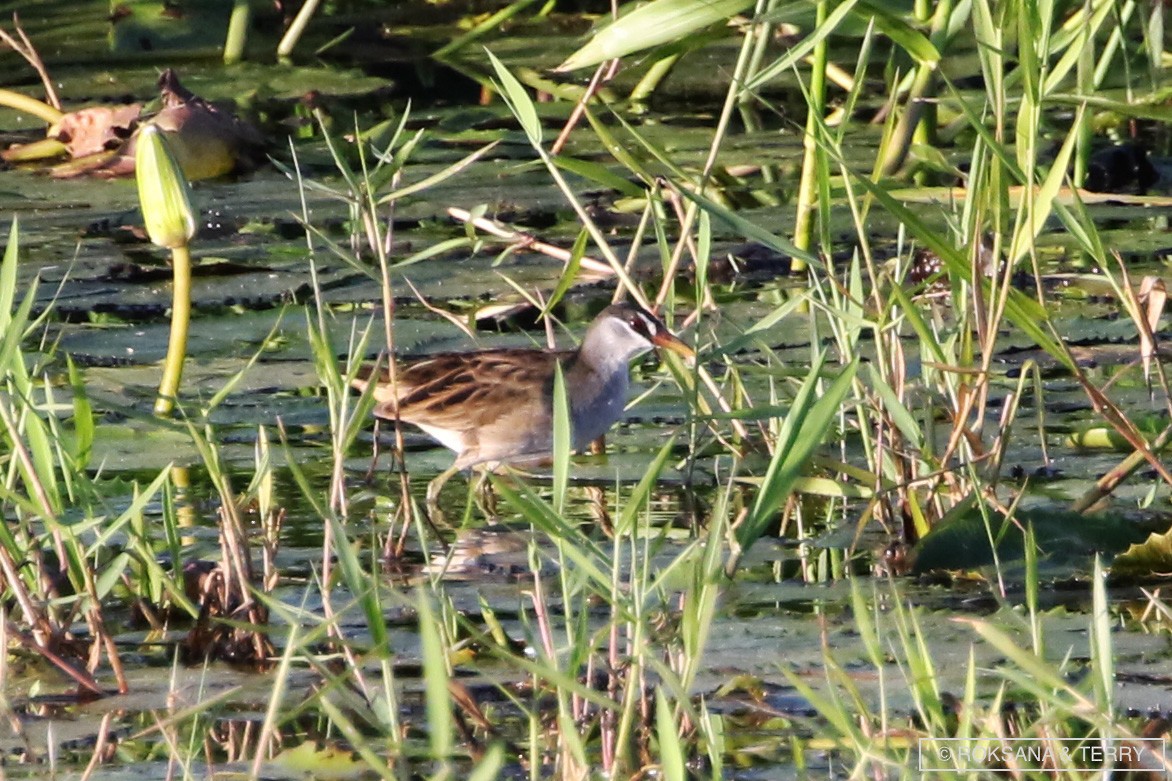 White-browed Crake - Roksana and Terry