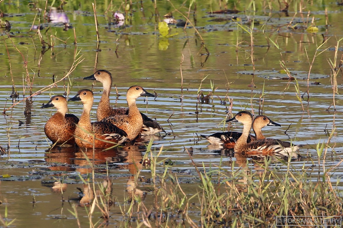 Wandering Whistling-Duck - ML105274781