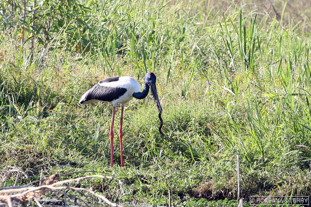 Black-necked Stork - Roksana and Terry