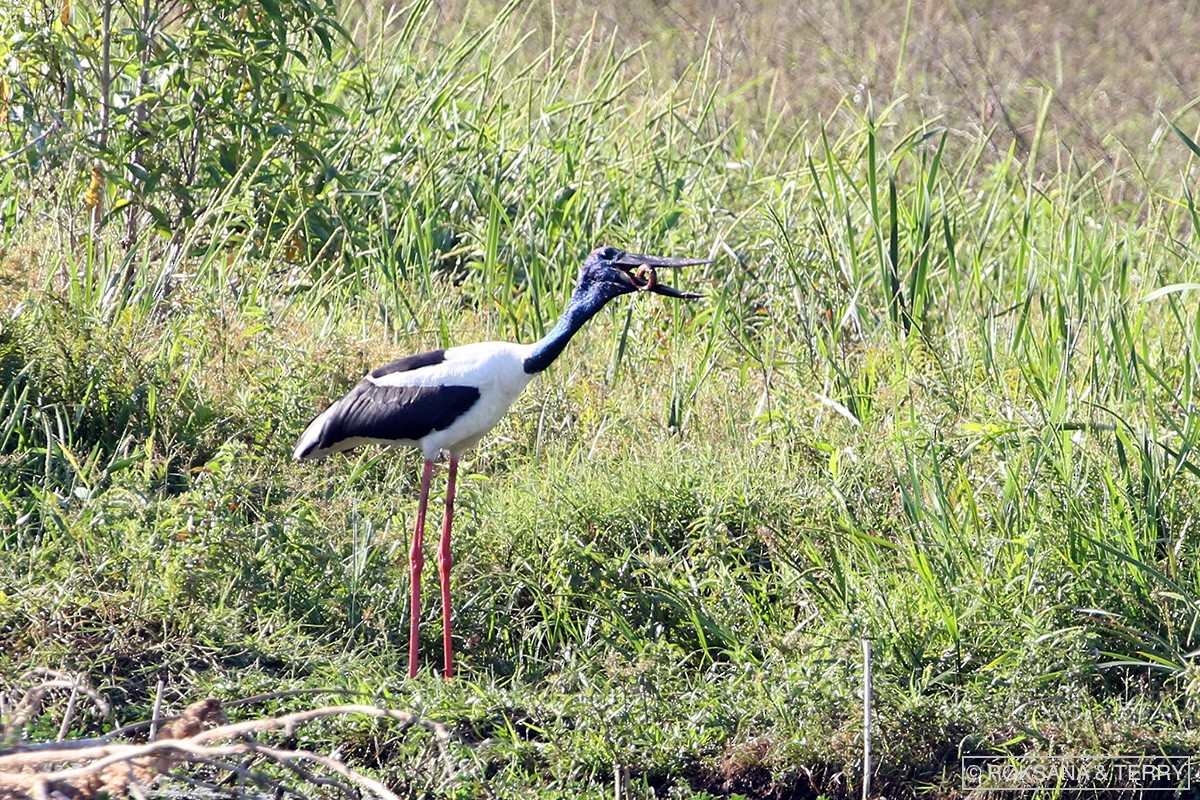 Black-necked Stork - ML105274821