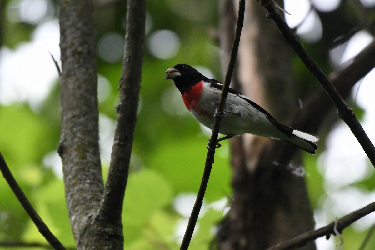 Rose-breasted Grosbeak - Guy Lafond