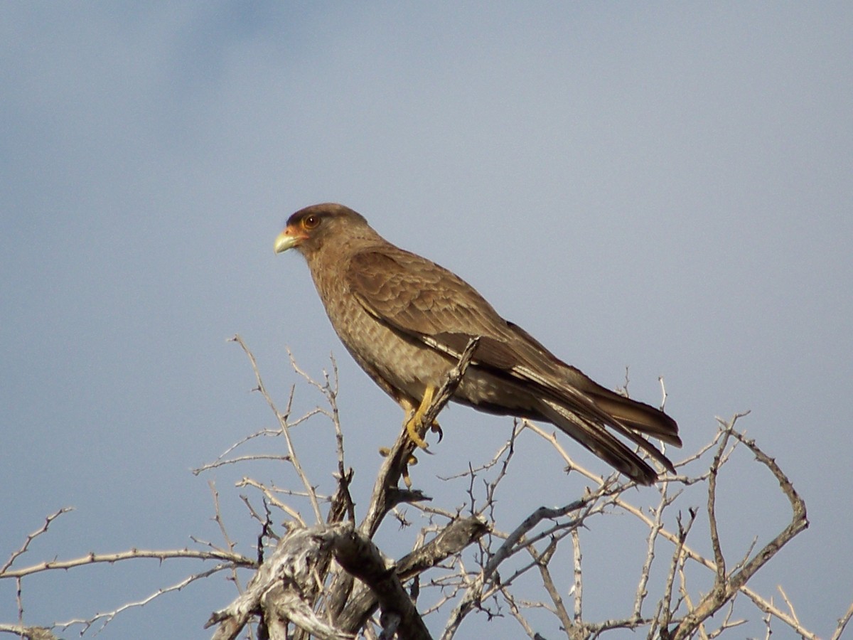 Chimango Caracara - ML105276501