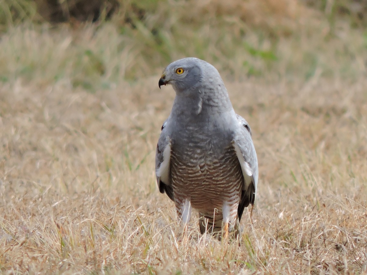 Cinereous Harrier - ML105278361