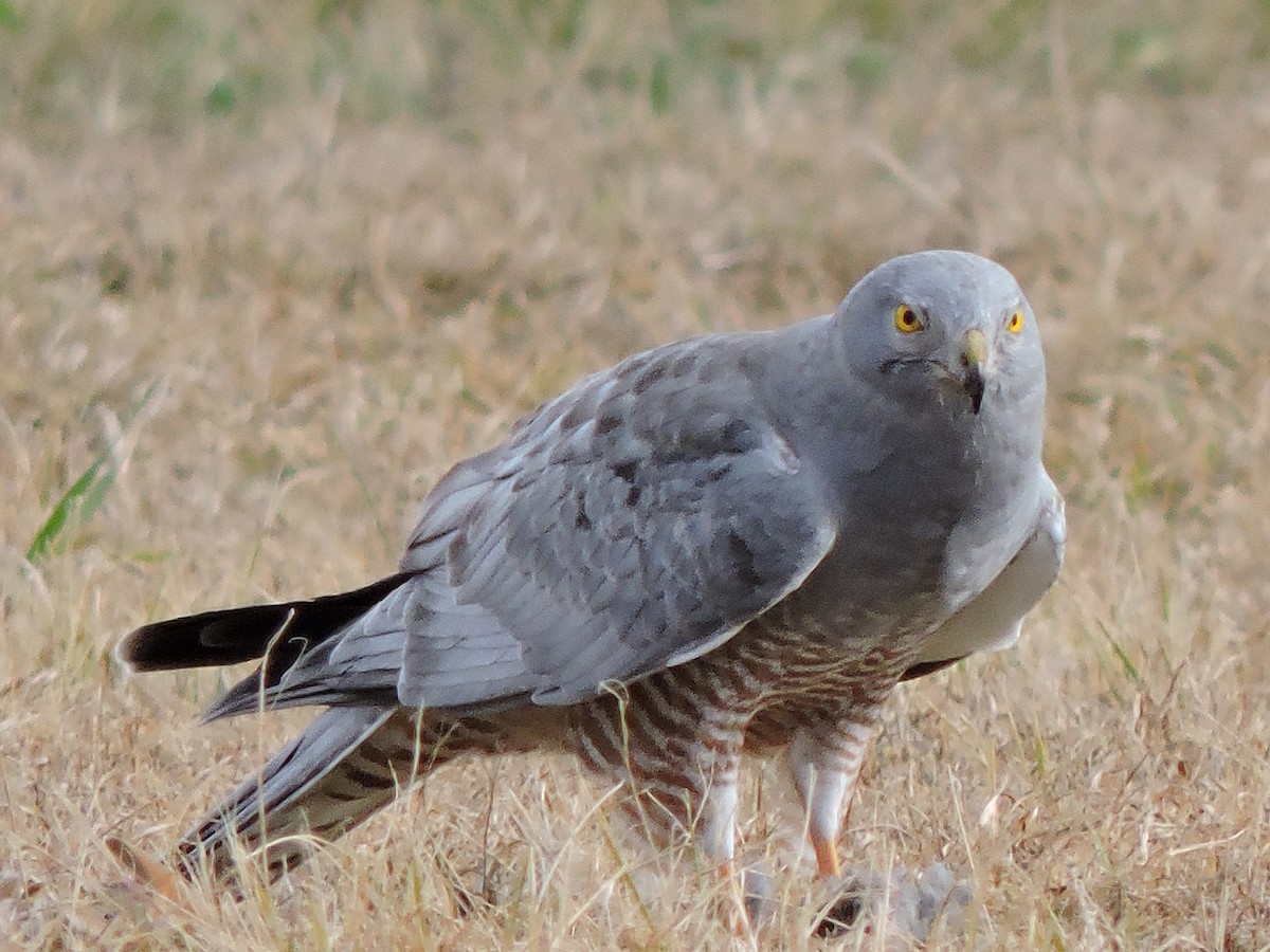 Cinereous Harrier - ML105278371