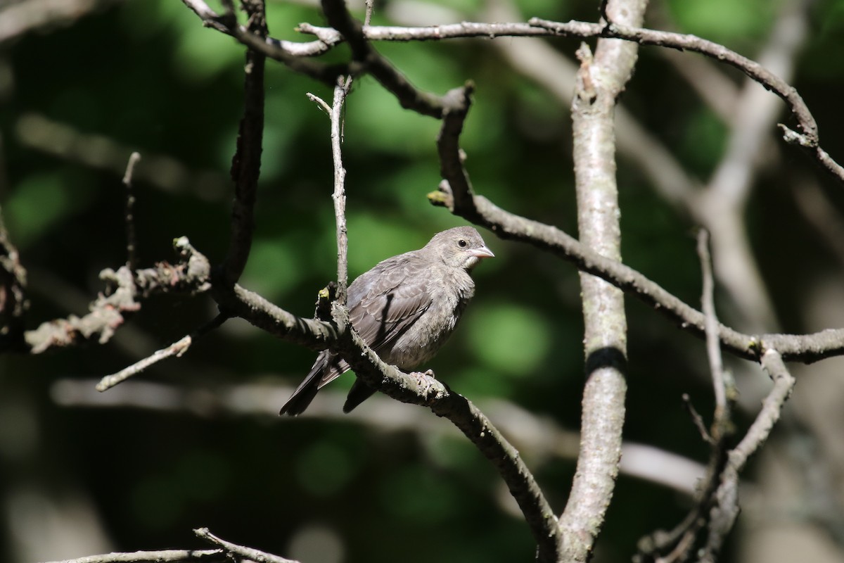 Brown-headed Cowbird - ML105278731