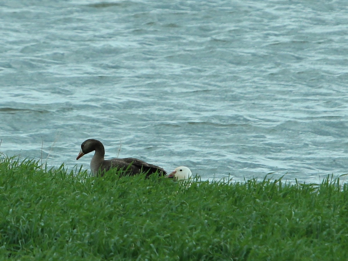 Greater White-fronted Goose - ML105278801