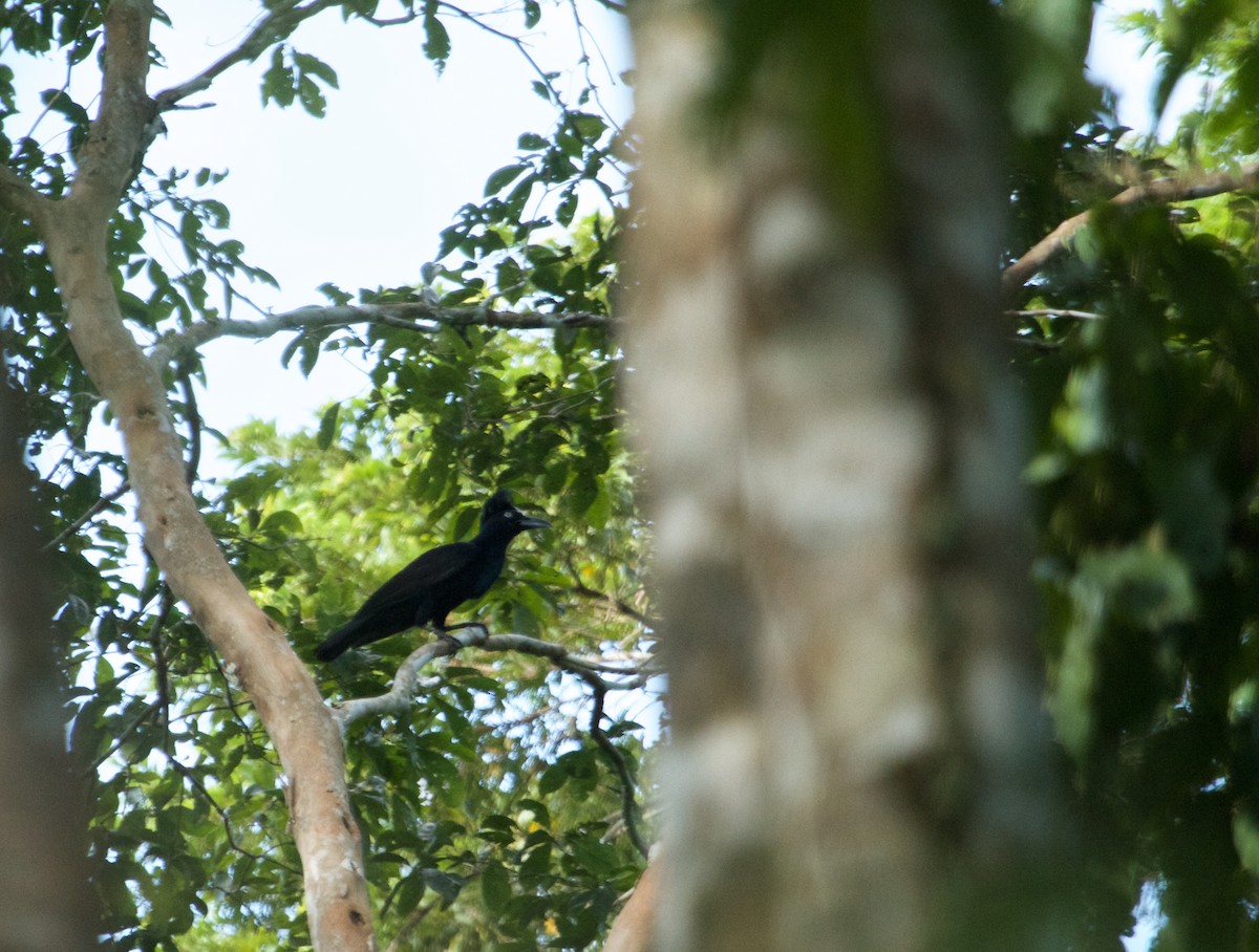 Amazonian Umbrellabird - ML105282301