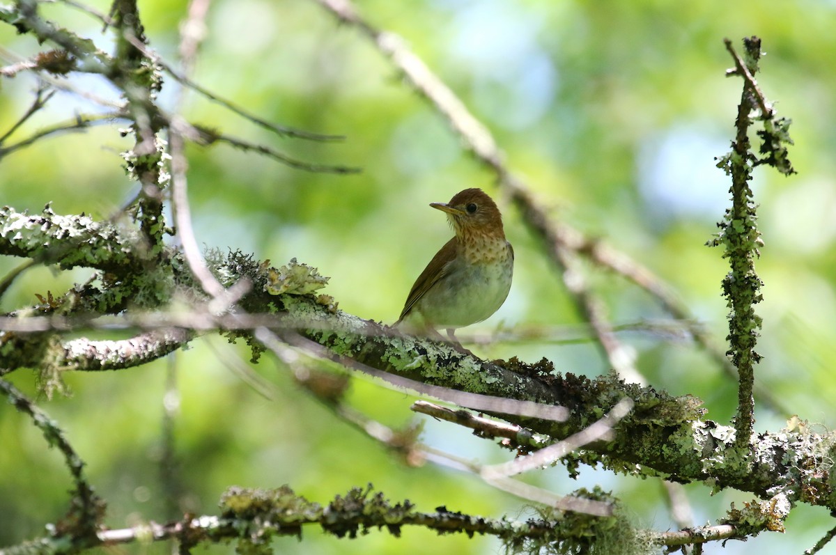 Veery - ML105282371