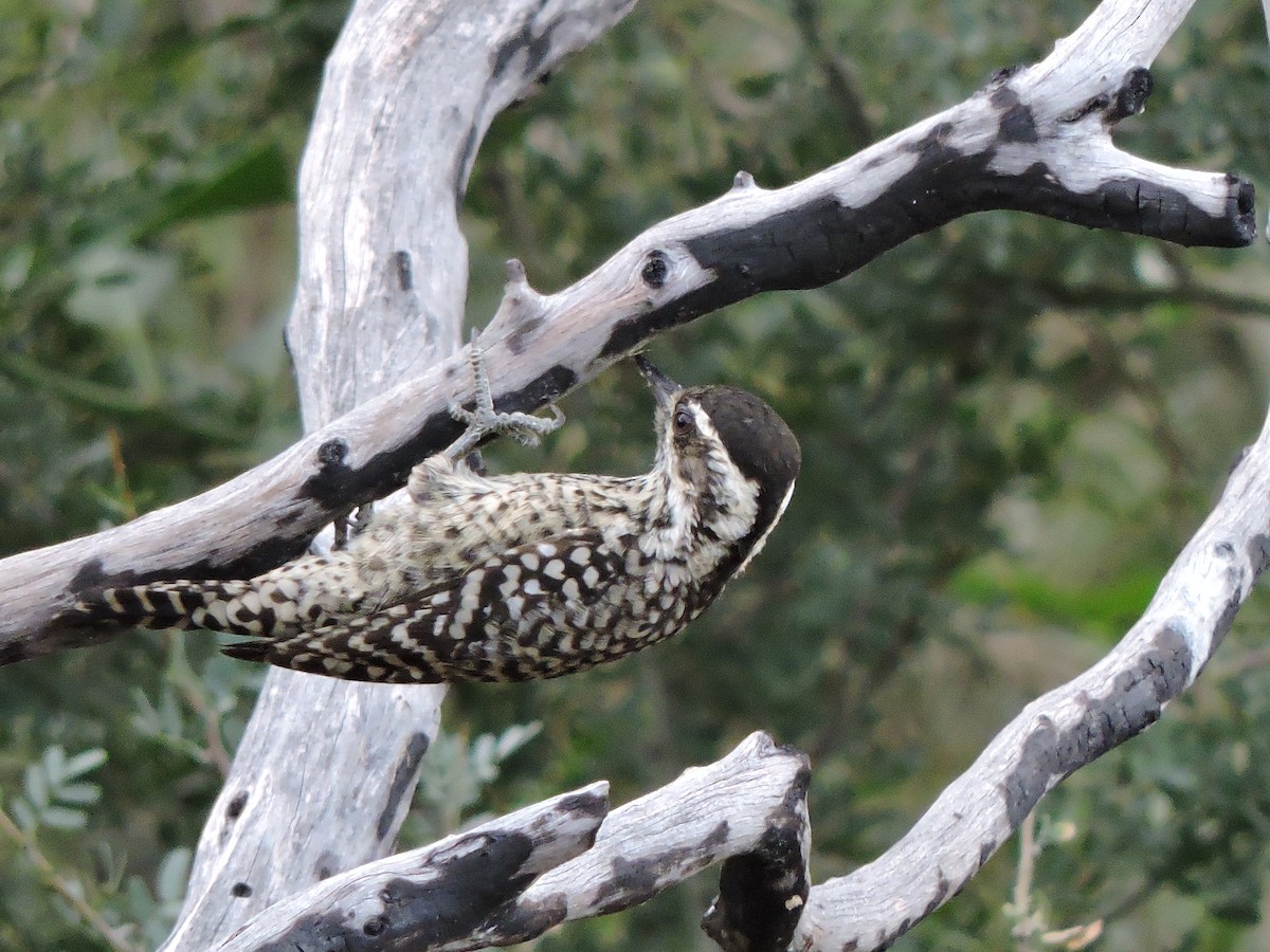 Checkered Woodpecker - ML105283151