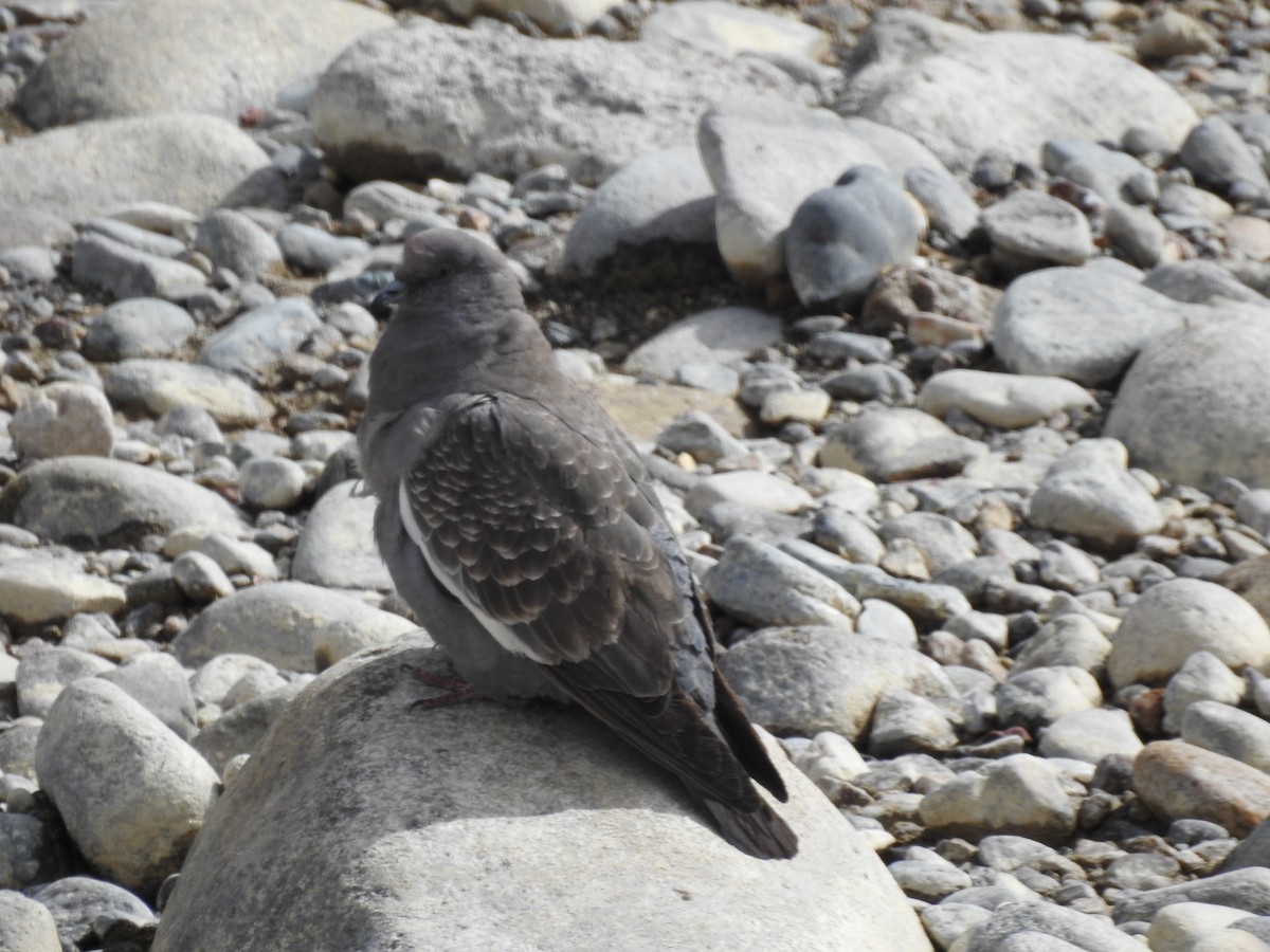 Pigeon tigré - ML105283401