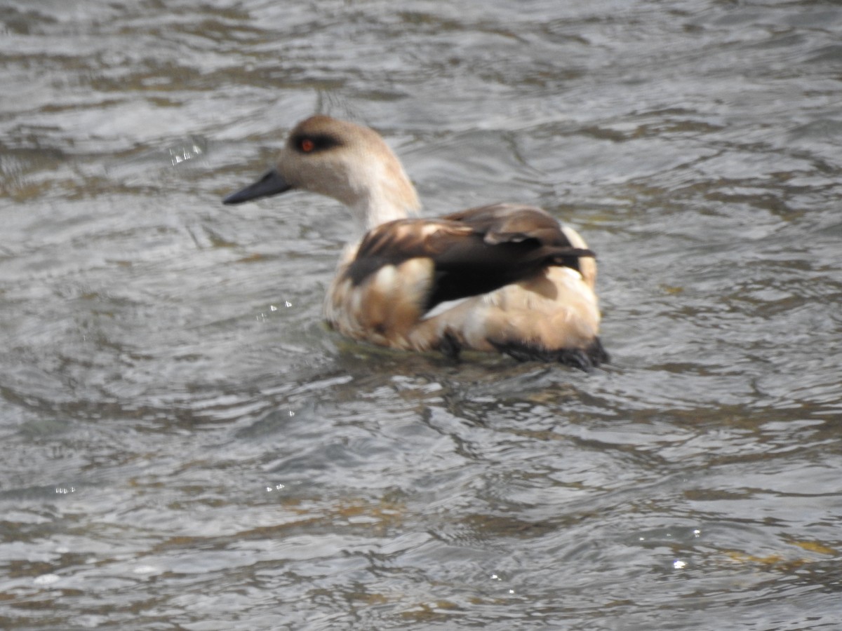 Crested Duck - ML105283651