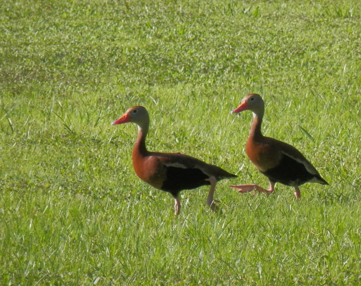 Black-bellied Whistling-Duck - ML105285501