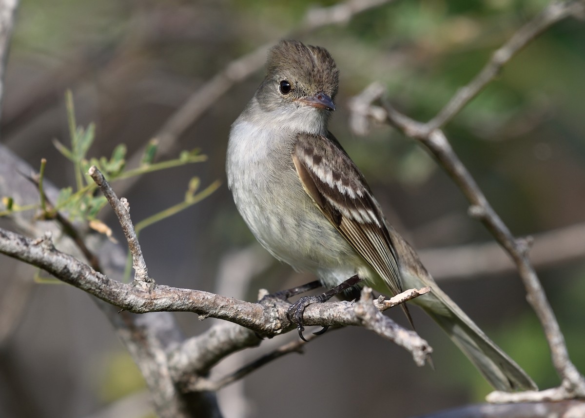 Caribbean Elaenia - ML105286761