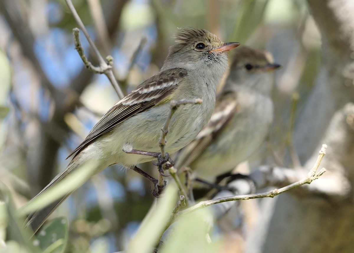 Caribbean Elaenia - ML105286821