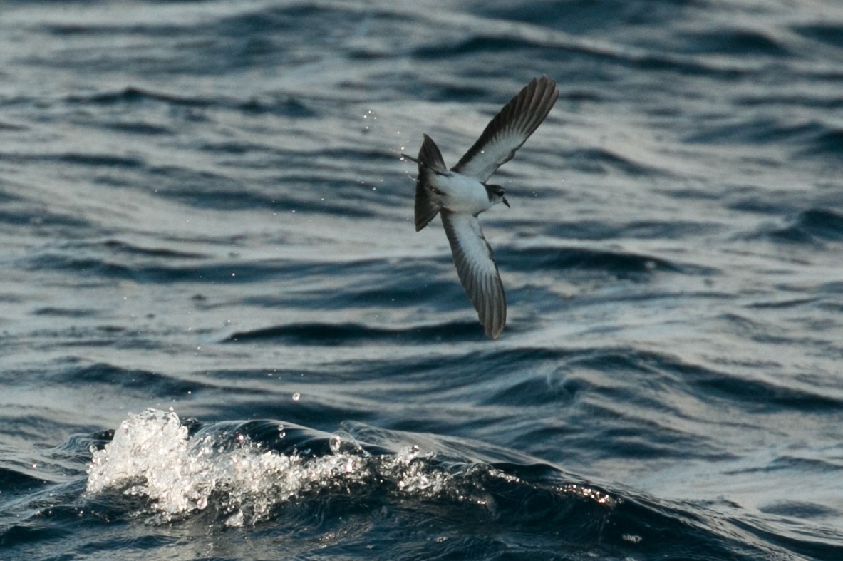 White-faced Storm-Petrel - ML105290011