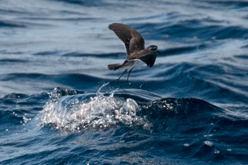 White-faced Storm-Petrel - ML105290021