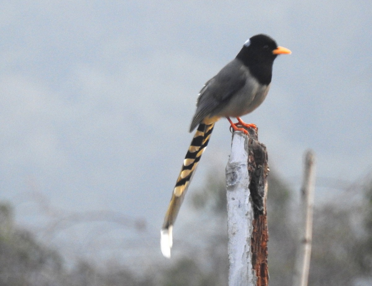 Yellow-billed Blue-Magpie - ML105290051