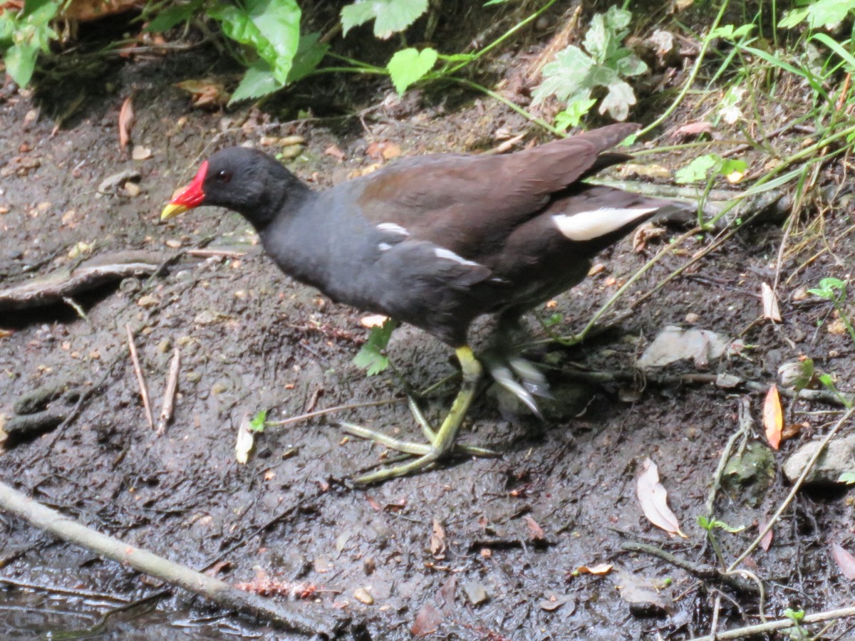 Eurasian Moorhen - ML105290141