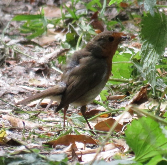 European Robin - ML105290151