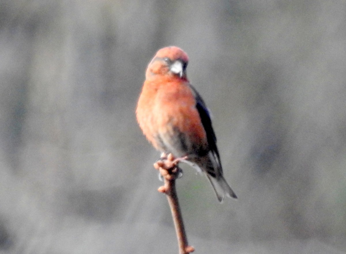 Red Crossbill - bob butler