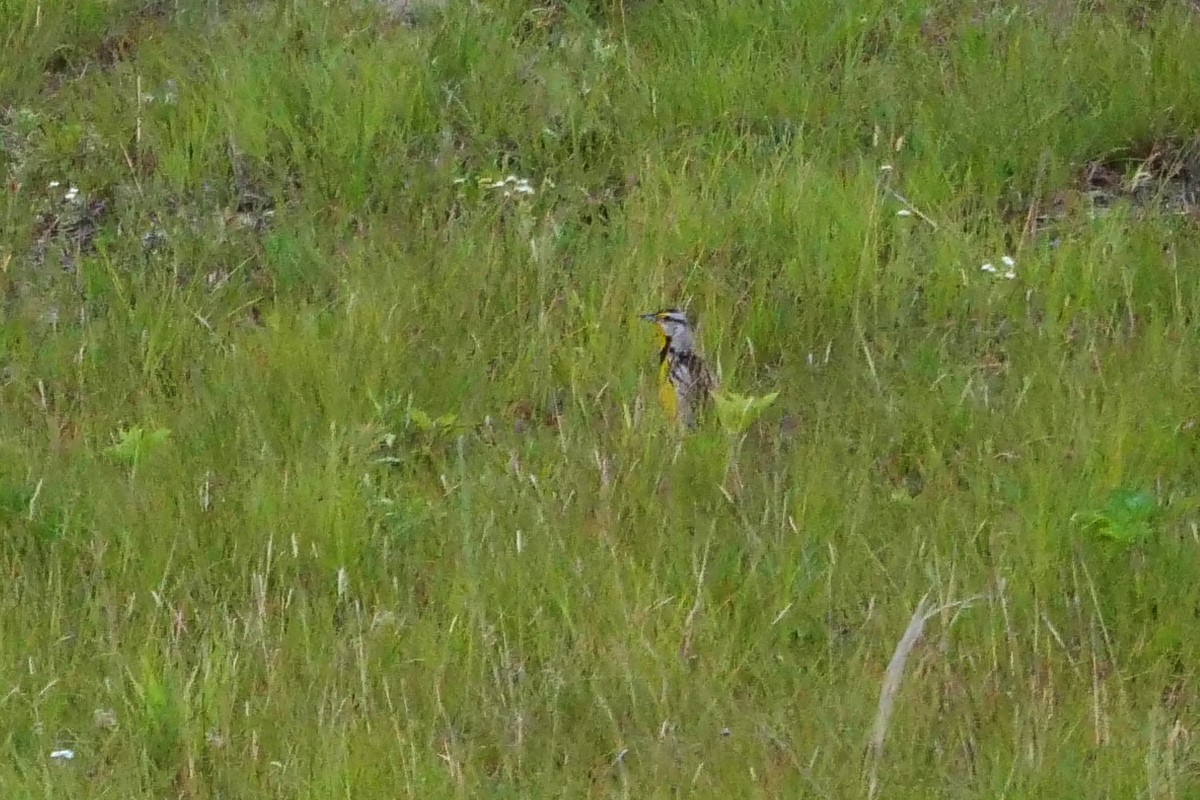 Eastern Meadowlark - ML105290681