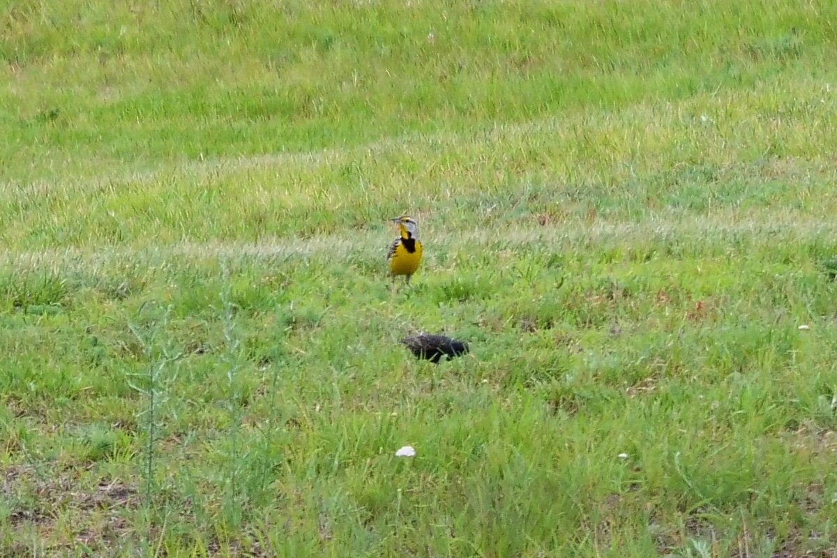 Eastern Meadowlark - ML105290931