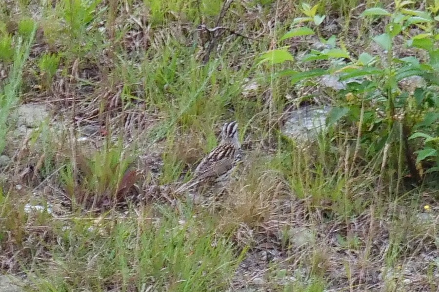 Eastern Meadowlark - ML105291111