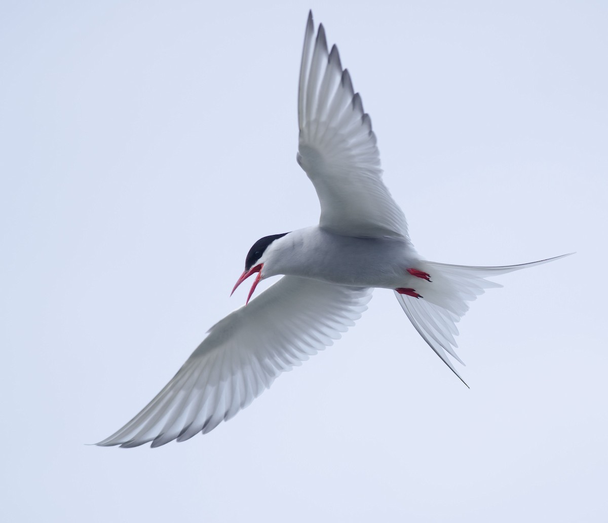 Arctic Tern - ML105291381