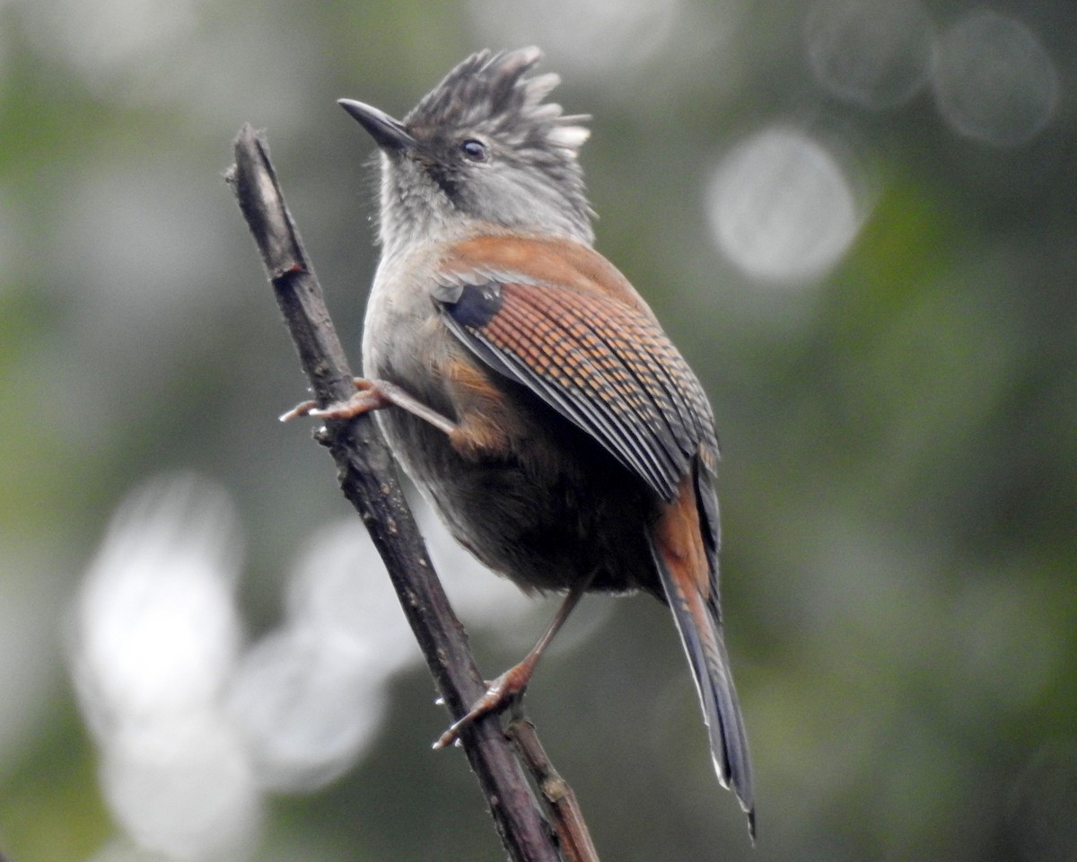 Hoary-throated Barwing - ML105292321