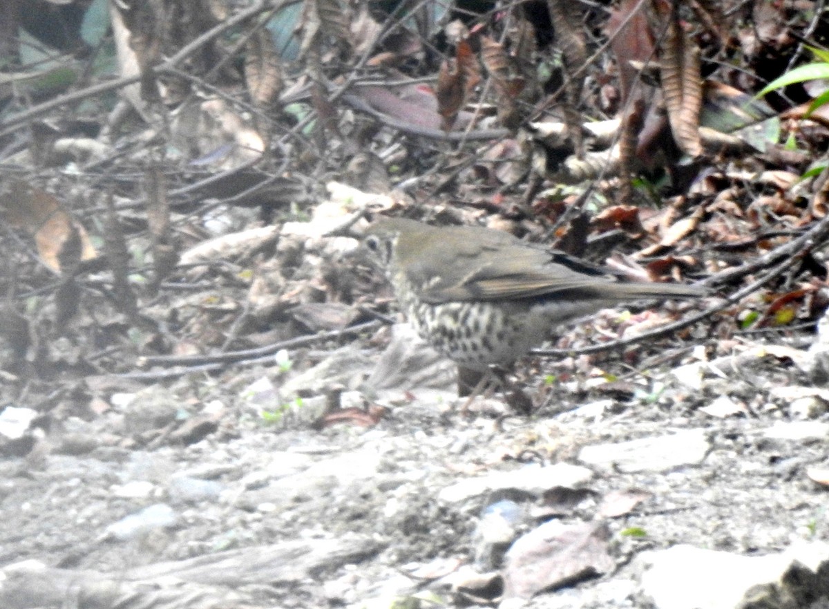 Long-tailed Thrush - ML105293541