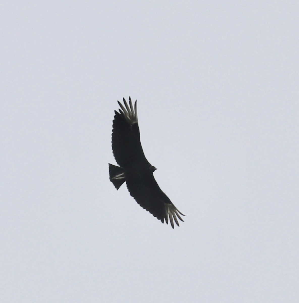 Black Vulture - ML105295291