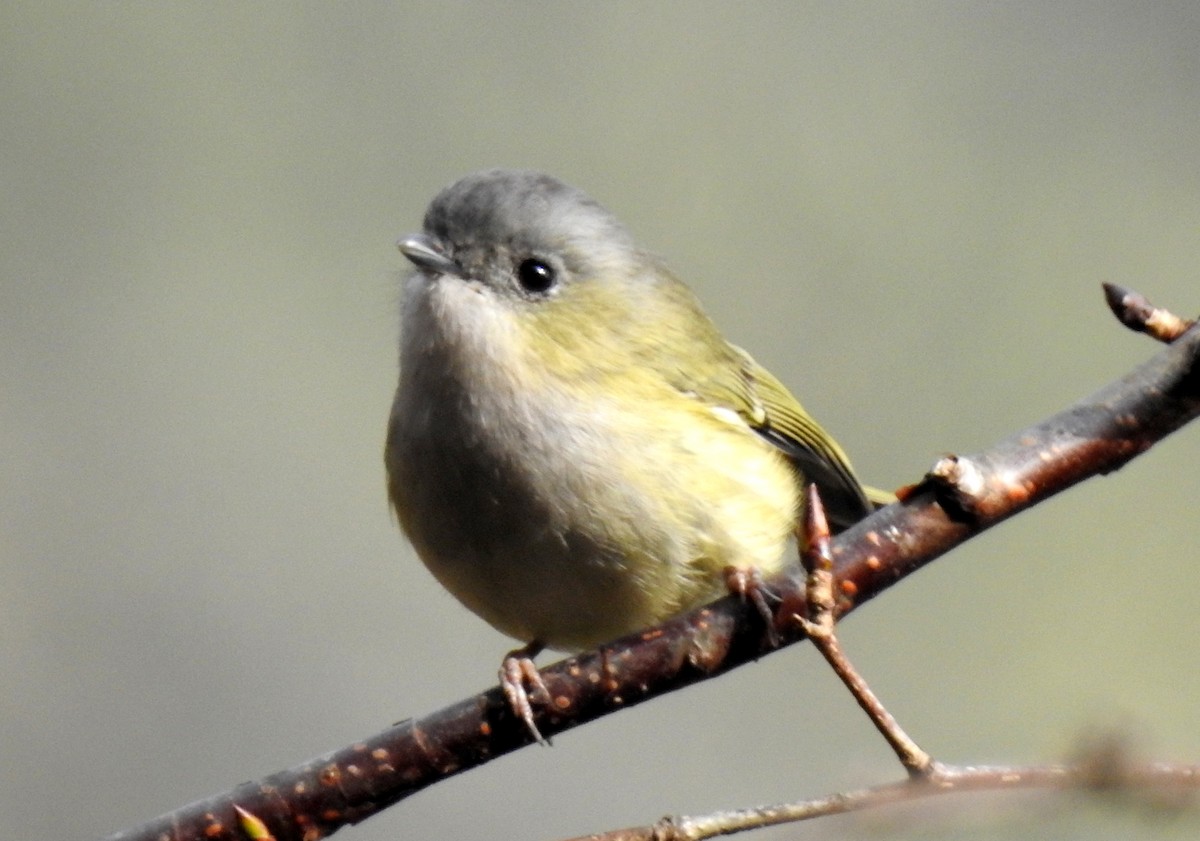 Vireo Alcaudón Verde - ML105296961