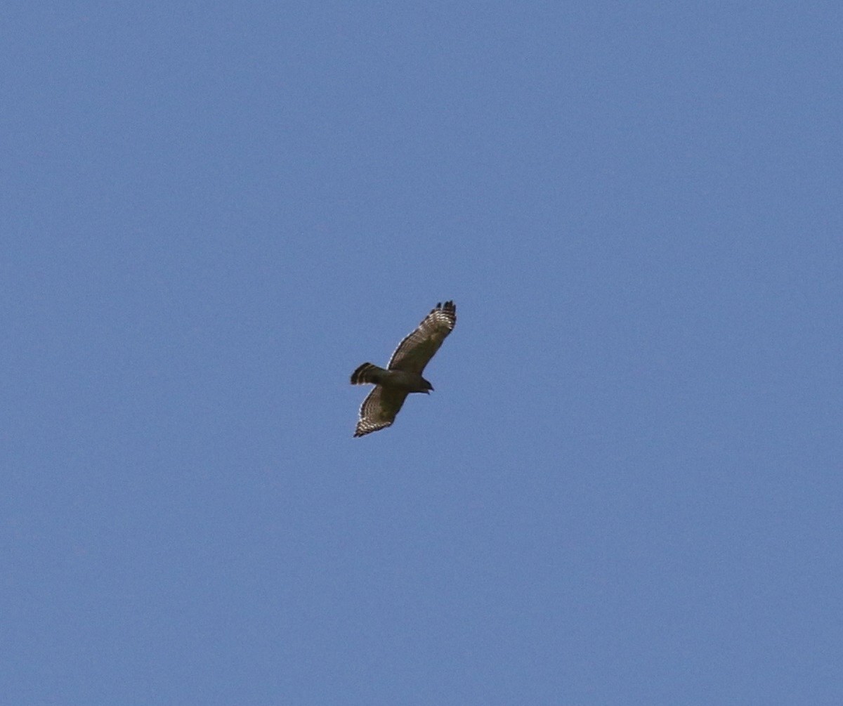 Red-shouldered Hawk - ML105297001