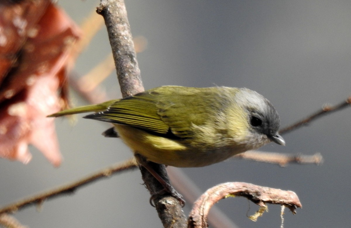 Vireo Alcaudón Verde - ML105297011