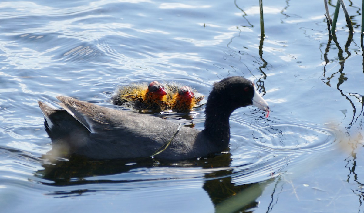 American Coot - Diane Stinson