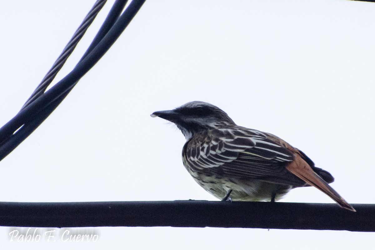 Sulphur-bellied Flycatcher - ML105297871