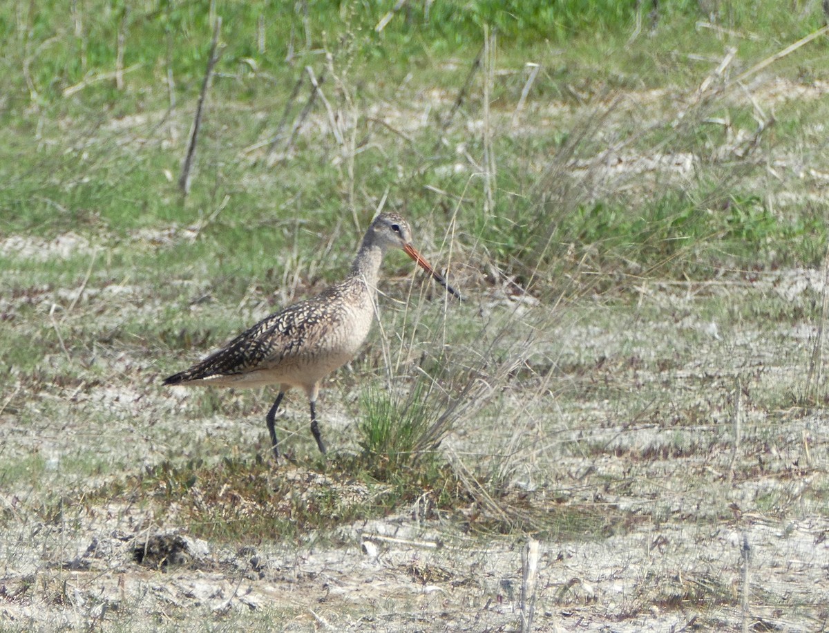 Marbled Godwit - Diane Stinson