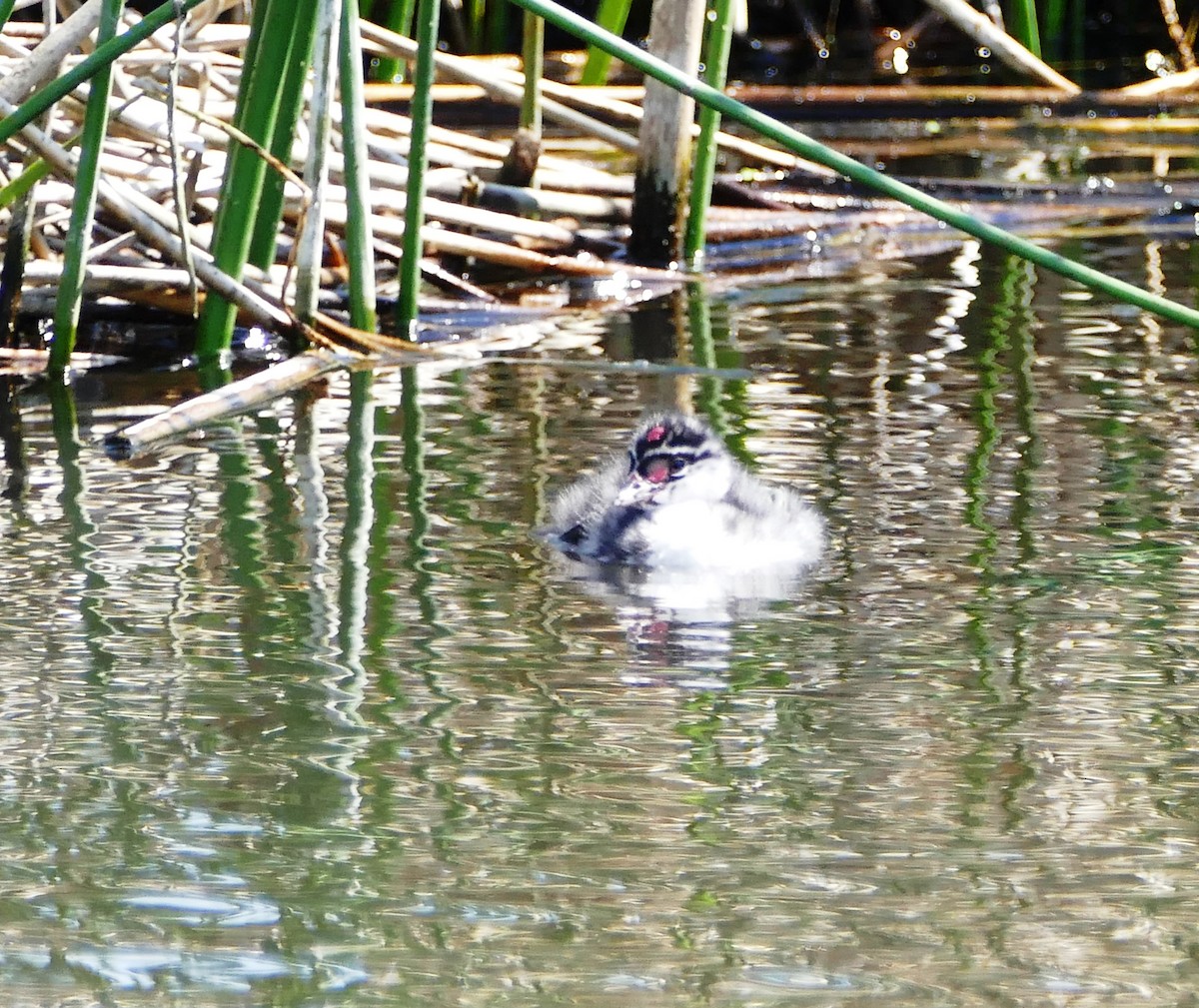 Eared Grebe - ML105299131