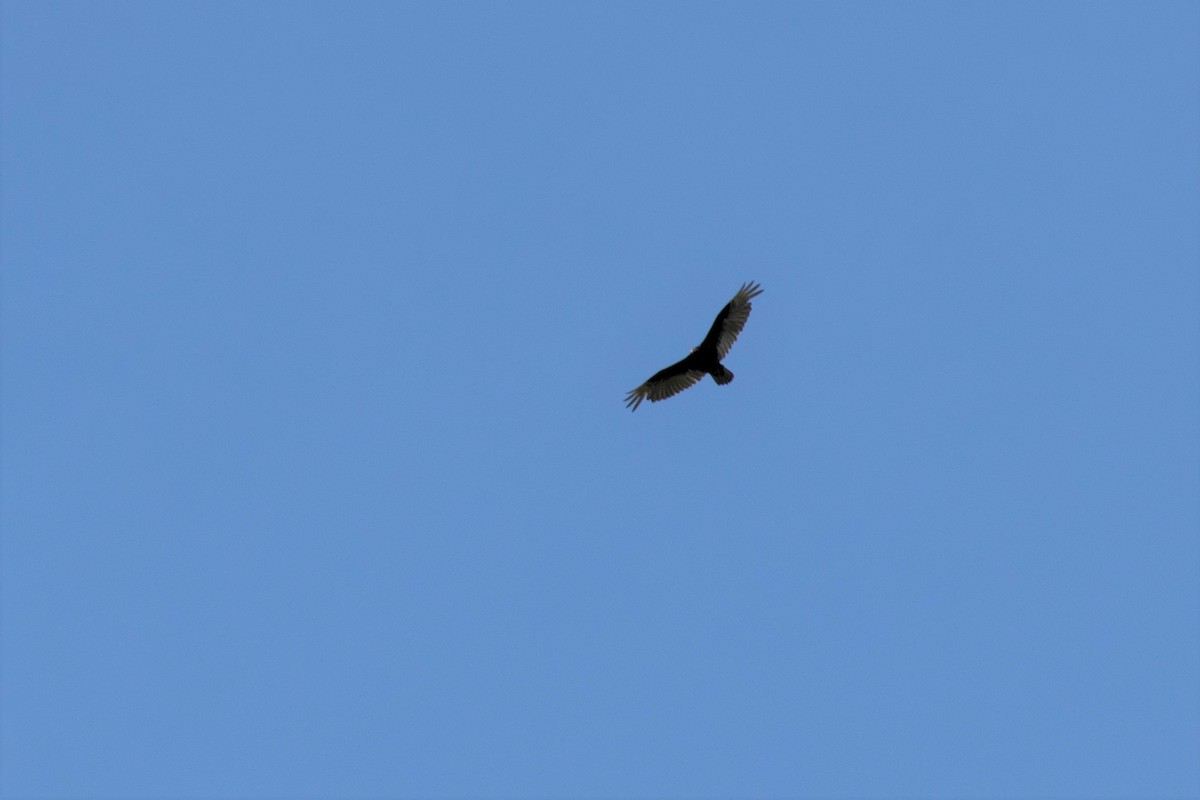 Turkey Vulture - ML105299981