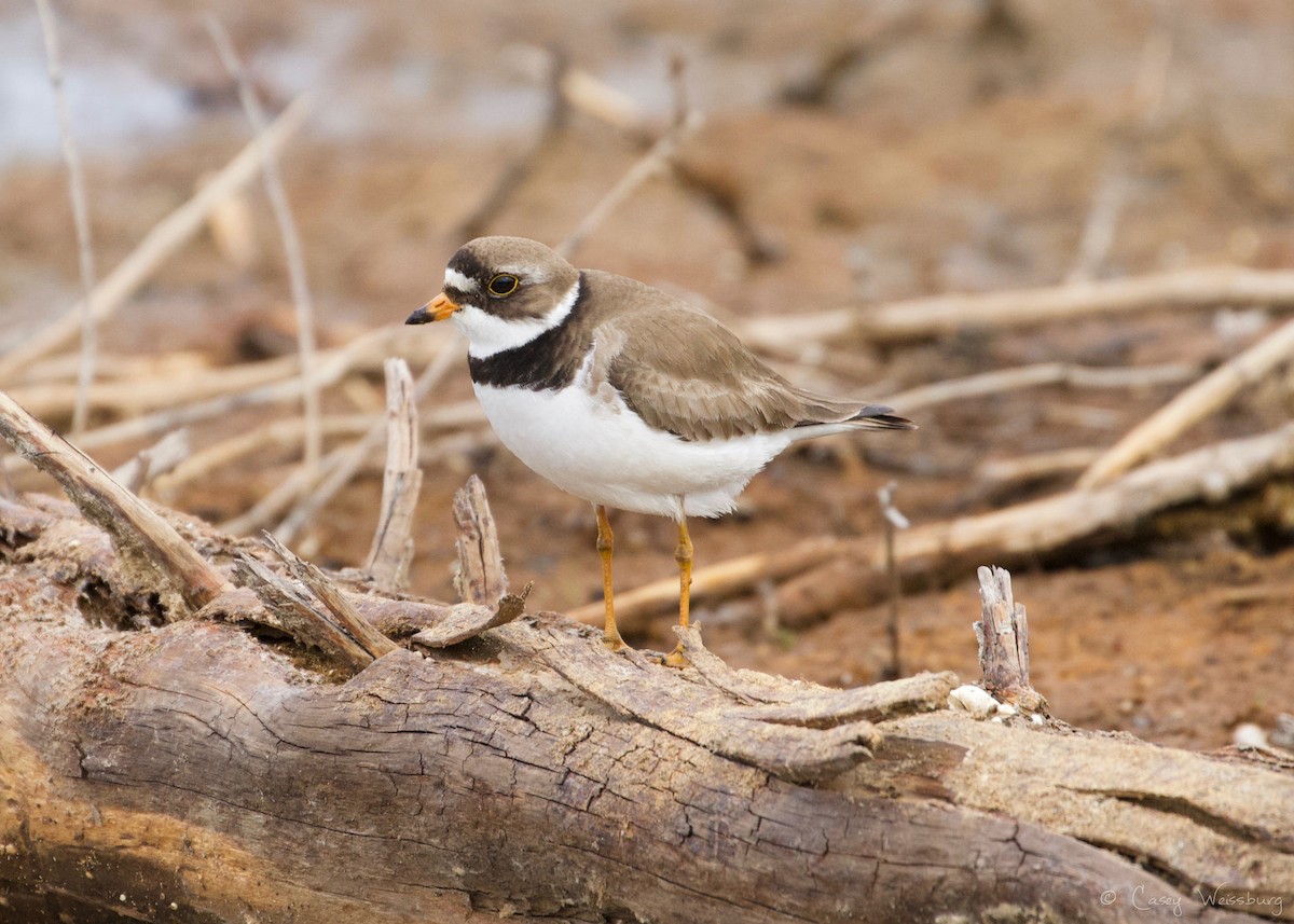 Semipalmated Plover - Casey Weissburg