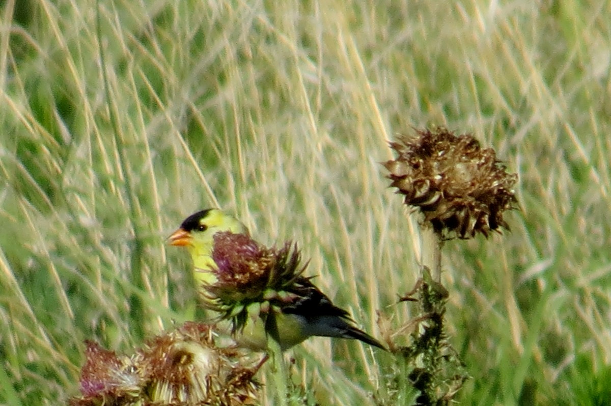 American Goldfinch - ML105300181