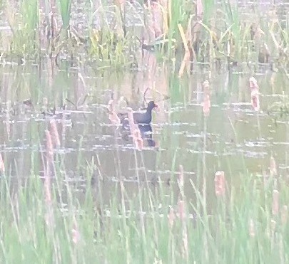 Gallinule d'Amérique - ML105302551