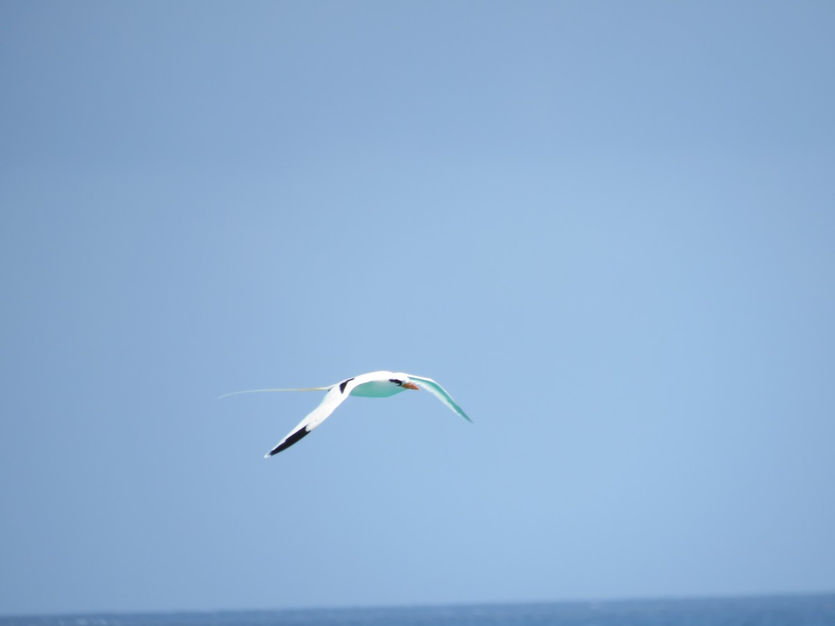 White-tailed Tropicbird - ML105303771