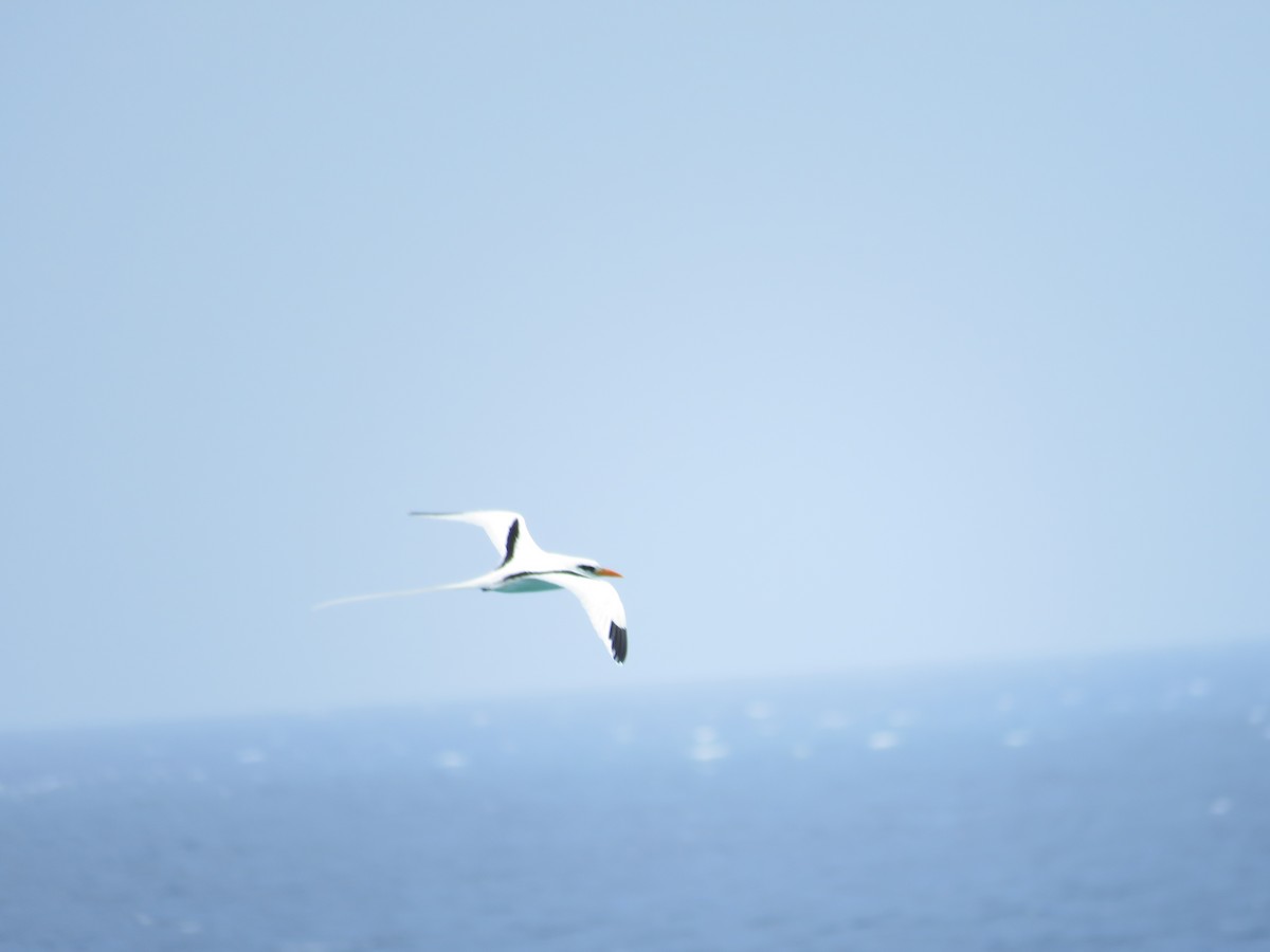 White-tailed Tropicbird - ML105304341