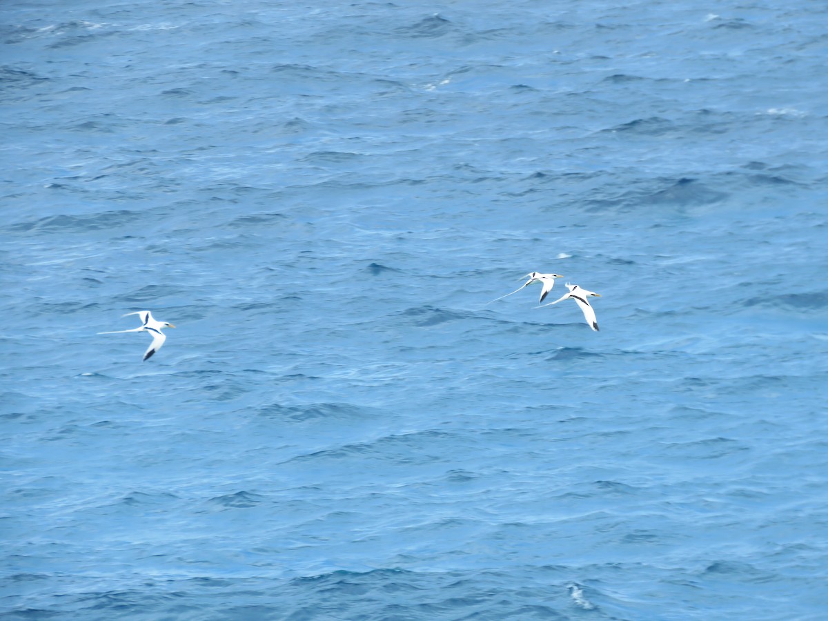 White-tailed Tropicbird - ML105304351